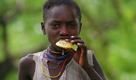 Hadza hunters in Tanzania use the song of an African bird to guide them to beesÕ nests in baobab trees.