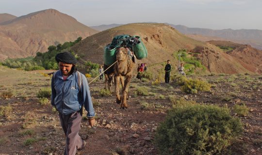Brahim leads the camels out of the Valley of Roses, and into the M’goun massif, High Atlas mountains, Morocco