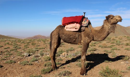 Camel on the Tatarart pastures, High Atlas mountains, Morocco