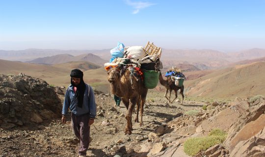 Camels lead the way into the M’goun massif, High Atlas mountains, Morocco
