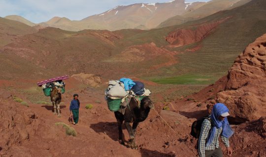 Camel train on lower slopes of Jebel M’goun